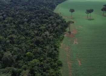 Brasil reduz em 42% perdas florestais em 2025, aponta estudo