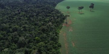 Brasil reduz em 42% perdas florestais em 2025, aponta estudo
