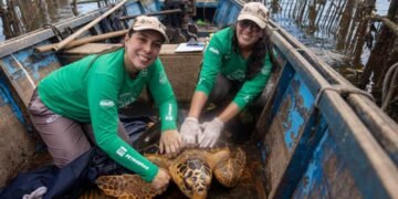Tartarugas-cabeçudas reaparecem na Baía de Guanabara