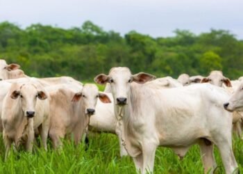Dia de Campo em Porto Velho destaca pecuária sustentável e inovação no campo