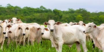 Dia de Campo em Porto Velho destaca pecuária sustentável e inovação no campo