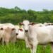 Dia de Campo em Porto Velho destaca pecuária sustentável e inovação no campo