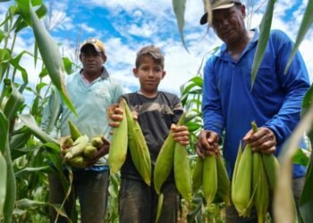 Milho e café fortalecem agricultura familiar e movimentam economia rural com apoio ao produtor