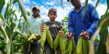 Milho e café fortalecem agricultura familiar e movimentam economia rural com apoio ao produtor