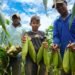 Milho e café fortalecem agricultura familiar e movimentam economia rural com apoio ao produtor