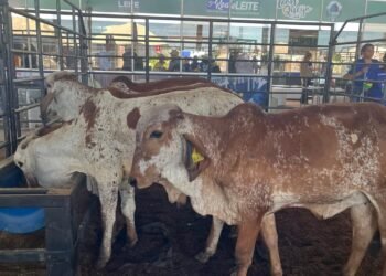NOVIDADE: 13ª Rondônia Rural Show Internacional lança Pavilhão da Pecuária de Corte e fortalece setor produtivo