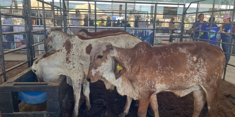 NOVIDADE: 13ª Rondônia Rural Show Internacional lança Pavilhão da Pecuária de Corte e fortalece setor produtivo