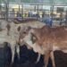 NOVIDADE: 13ª Rondônia Rural Show Internacional lança Pavilhão da Pecuária de Corte e fortalece setor produtivo