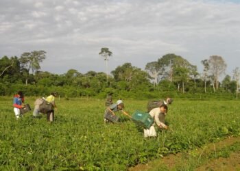 Prêmio para produção acadêmica destaca agricultura familiar
