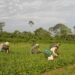 Prêmio para produção acadêmica destaca agricultura familiar