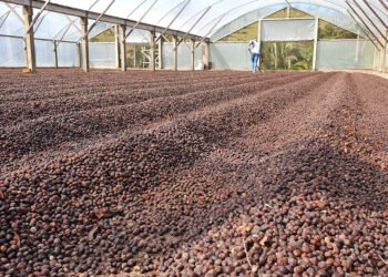 Governo do estado apresenta o alto nível do café Robusta Amazônico na  13ª Rondônia Rural Show Internacional