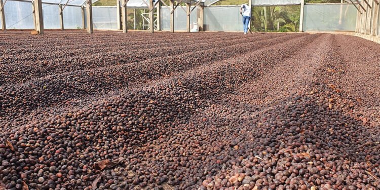 Governo do estado apresenta o alto nível do café Robusta Amazônico na 13ª Rondônia Rural Show Internacional