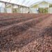 Governo do estado apresenta o alto nível do café Robusta Amazônico na  13ª Rondônia Rural Show Internacional
