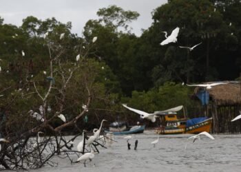Amazônia Soberana: programa vai combater crimes em áreas de fronteira