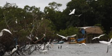 Amazônia Soberana: programa vai combater crimes em áreas de fronteira