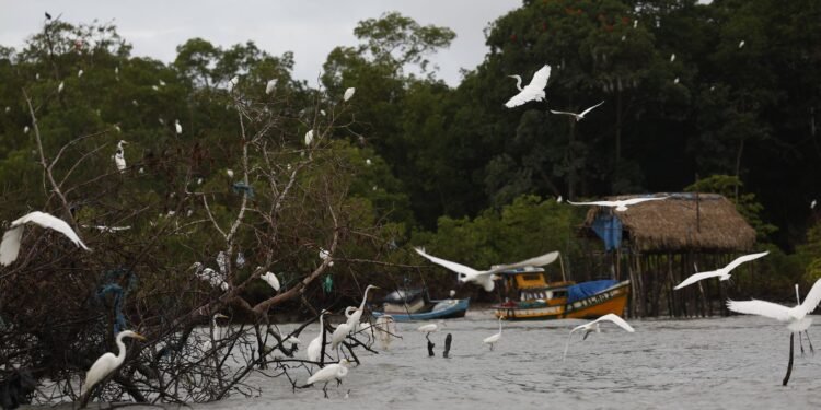 Amazônia Soberana: programa vai combater crimes em áreas de fronteira