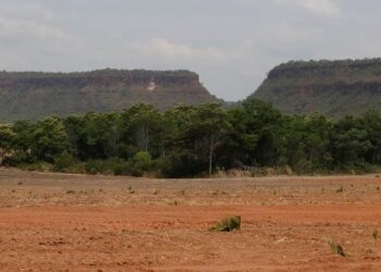 Fragmentos de vegetação nativa cresceram no país 163% em 38 anos