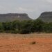Fragmentos de vegetação nativa cresceram no país 163% em 38 anos