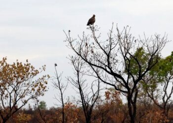 Novas tecnologias ajudam brigadistas a proteger o Cerrado de incêndios