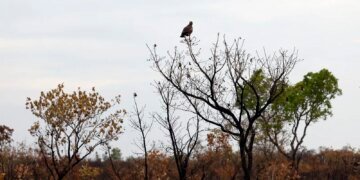Novas tecnologias ajudam brigadistas a proteger o Cerrado de incêndios
