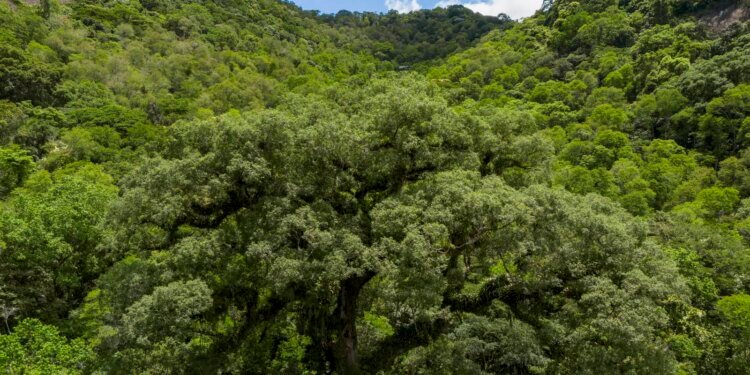 Desmatamento da Mata Atlântica tem queda de 28% em um ano