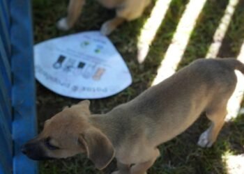 Prefeitura abrirá o chamamento para cadastro de protetoras de animais