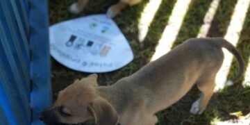 Prefeitura abrirá o chamamento para cadastro de protetoras de animais
