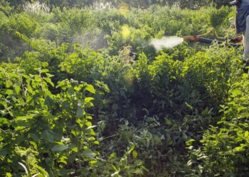 Governo vai monitorar presença de agrotóxico em bacias hidrográficas