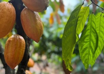 Inscrições para 6º Concurso de Qualidade e Sustentabilidade do Cacau de Rondônia são prorrogadas até 3 de julho