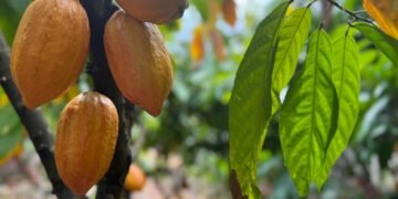 Inscrições para 6º Concurso de Qualidade e Sustentabilidade do Cacau de Rondônia são prorrogadas até 3 de julho