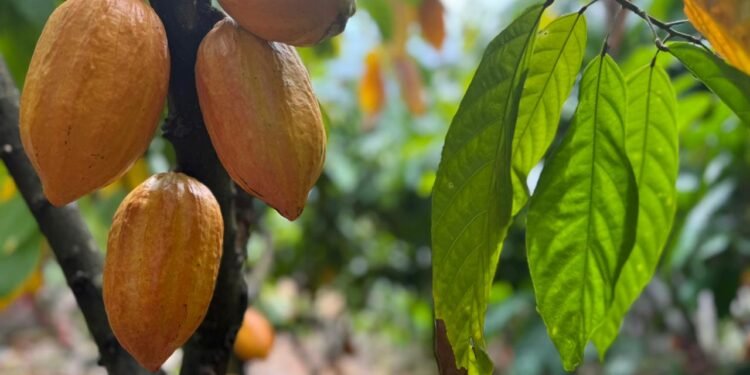 Inscrições para 6º Concurso de Qualidade e Sustentabilidade do Cacau de Rondônia são prorrogadas até 3 de julho