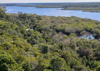 Fundo Amazônia quadruplica ritmo anual de aprovações desde 2023