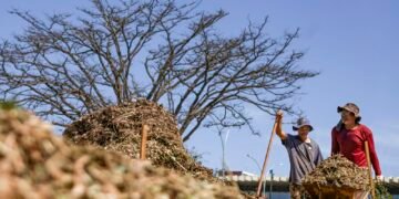 Sistemas agroecológicos de quatro biomas são criados em Brasília