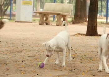 Lei torna crime exercício ilegal da medicina veterinária 