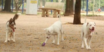 Lei torna crime exercício ilegal da medicina veterinária 