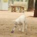 Lei torna crime exercício ilegal da medicina veterinária
