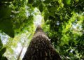 BNDES busca mobilizar até R$ 6 bi para mercado de crédito de carbono