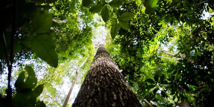 BNDES busca mobilizar até R$ 6 bi para mercado de crédito de carbono