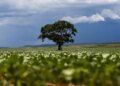 Crédito rural financiou R$ 92,4 bi em áreas com alertas ambientais