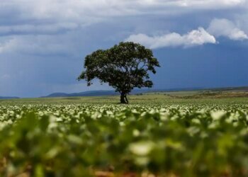 Crédito rural financiou R$ 92,4 bi em áreas com alertas ambientais