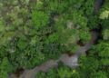 Projeto busca restaurar 600 mil hectares de vegetação nativa no Brasil