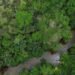 Projeto busca restaurar 600 mil hectares de vegetação nativa no Brasil