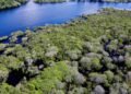 Alertas de desmatamento na Amazônia caem 35% em junho de 2026