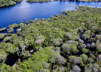 Alertas de desmatamento na Amazônia caem 35% em junho de 2026