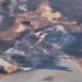 Evangélicos franceses convocam oração em meio a incêndios devastadores