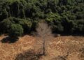 Depois da COP17, Brasil é cobrado a efetivar metas de restauração