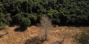 Depois da COP17, Brasil é cobrado a efetivar metas de restauração