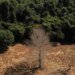 Depois da COP17, Brasil é cobrado a efetivar metas de restauração
