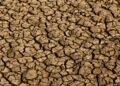Risco de desertificação no Brasil ameaça segurança hídrica e alimentar