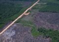 Desmatamento na Amazônia cai 36,87% no último ano